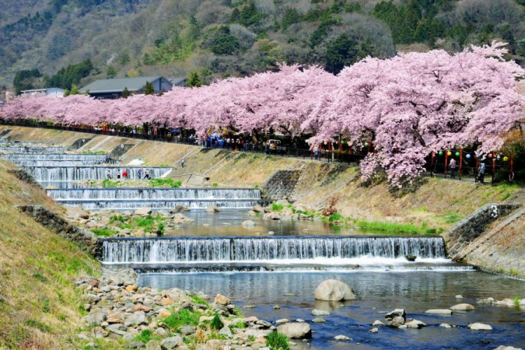 Trải nghiệm văn hóa Nhật tại lễ hội Kanagawa 1 Tỉnh Kanagawa có nhiều điểm du lịch thu hút du khách trong và ngoài nước.