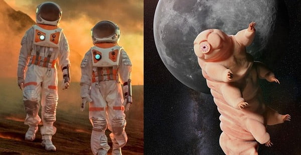 Vì sao con người cần lai tạo với sinh vật được mệnh danh là 'quái vật bất tử' nếu muốn sống trên Sao Hỏa?