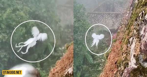 “Phượng trắng huyền thoại” xuất hiện khiến cư dân mạng xôn xao