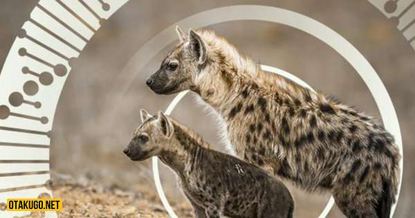 Linh cẩu thuộc họ chó hay họ mèo?